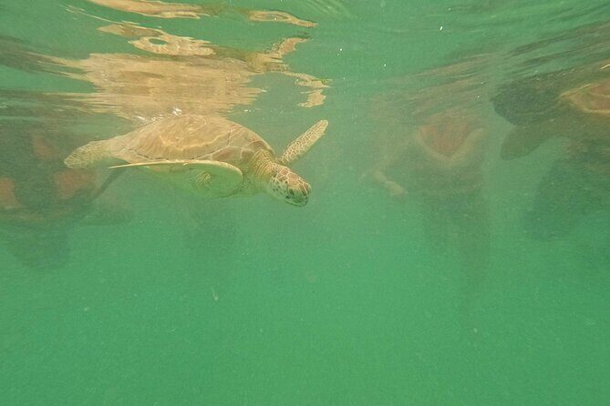 Snorkel Around Turtles in Akumal and Underground Cenote - A Closer Look at the Tour Experience