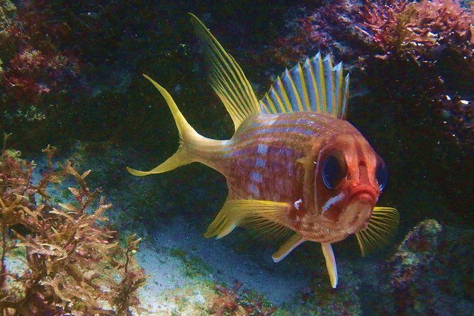 Snorkel at El Farito - The Lighthouse Reservation - Who Should Consider This Tour?
