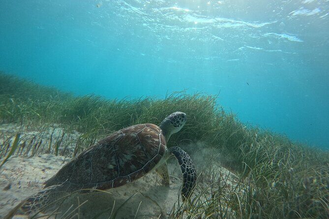 Snorkel at the Reef 2 HOURS Puerto Morelos National park - An Honest Look at the Experience