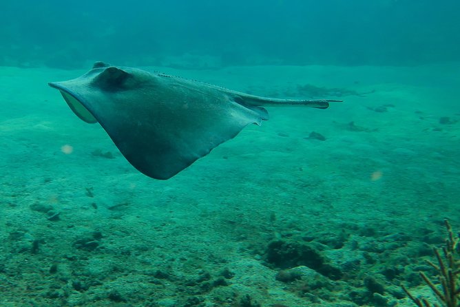 Snorkel Boat Tour in Search of Turtles - Inclusions and Logistics