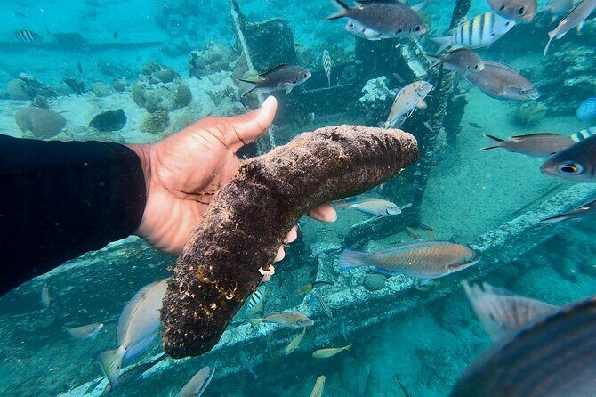 Snorkel boat trip: Sunken ship, old dutch fort & spanish bay - FAQ