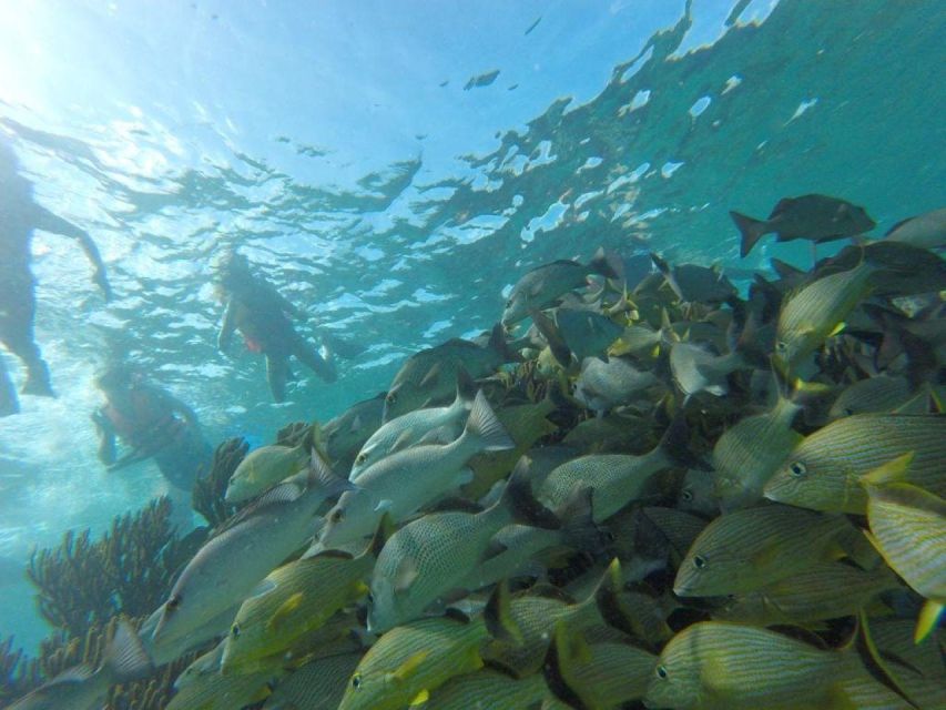 Snorkel + Cenotes Day With Transportation - Frequently Asked Questions