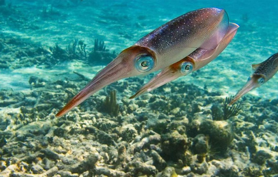 Snorkel Discovery - Turtles & Cenotes - Key Points