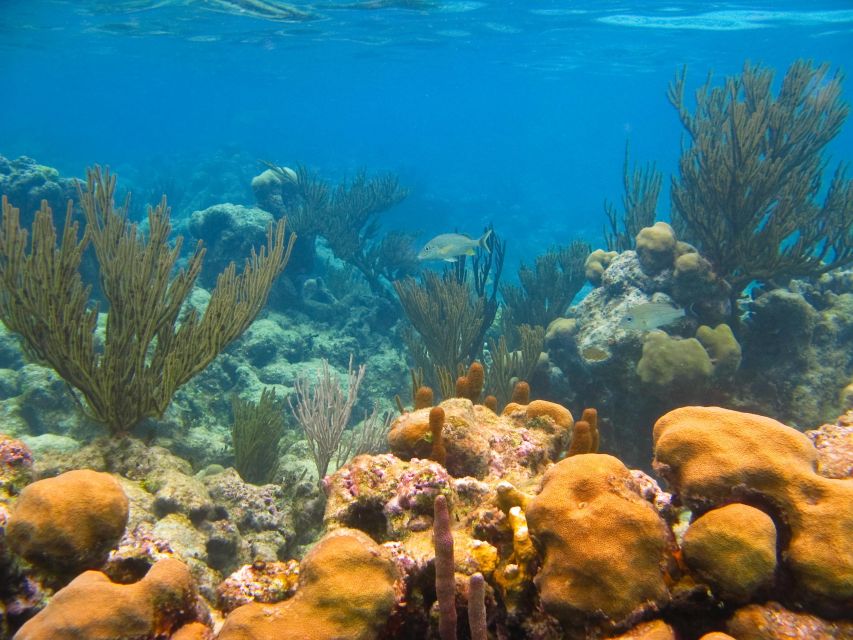 Snorkel Discovery - Turtles & Cenotes - Inclusions