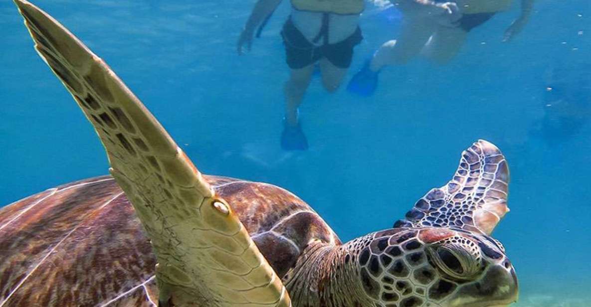 Snorkel Discovery - Turtles & Cenotes - Highlights
