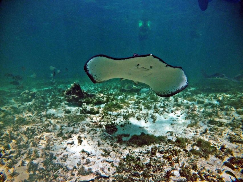 Snorkel Discovery - Turtles & Cenotes - Restrictions