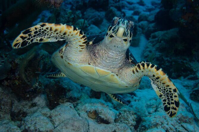 Snorkel Experience in Bonaire - An In-Depth Look at the Snorkel Tour