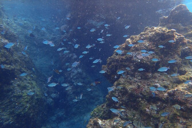 Snorkel Experience in Lanzarote - Guest Testimonials