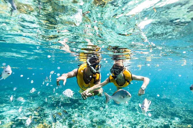 Snorkel in Cancun: With Turtles, Shipwreck, Cenote, and Reef - Inclusions and Costs