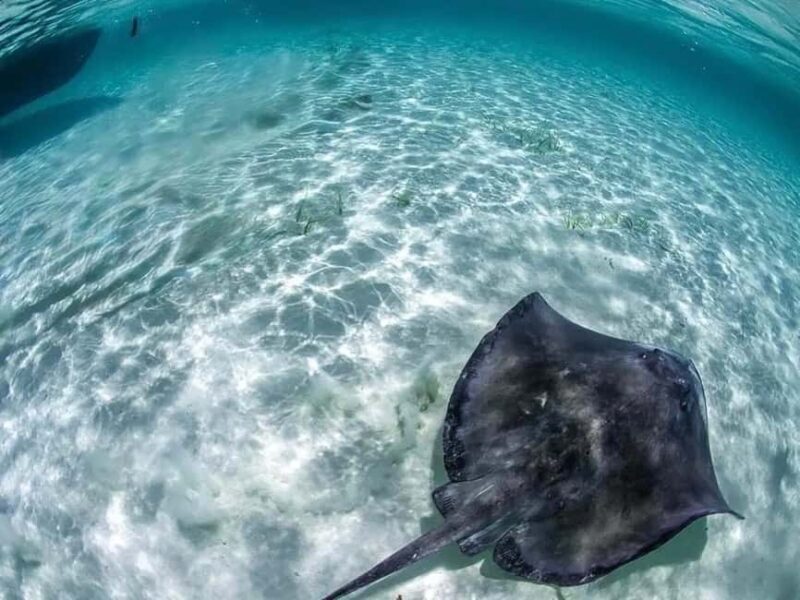 Snorkel in Cozumel and visit to El Cielo - FAQ