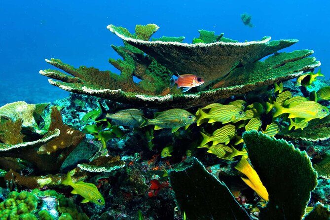 Snorkel In Cozumel! Boat Tour & Snorkel at 3 different Reefs - The Sum Up