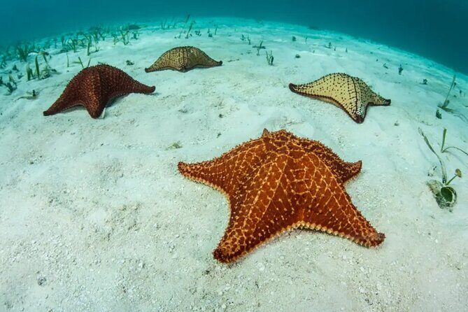 Snorkel In Cozumel! Boat Tour & Snorkel at 3 different Reefs - FAQ