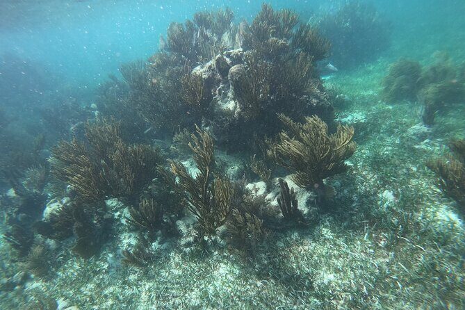Snorkel in the beautiful reef of Puerto Morelos with transport - The Sum Up