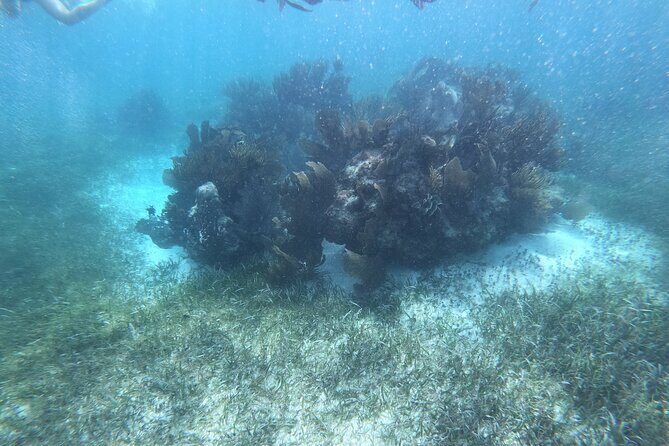 Snorkel in the beautiful reef of Puerto Morelos with transport - Frequently Asked Questions