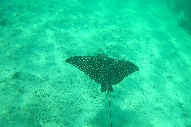Snorkel in the Costa Maya Reef and Rest on the Beach - Beach Relaxation and Additional Time at the Club