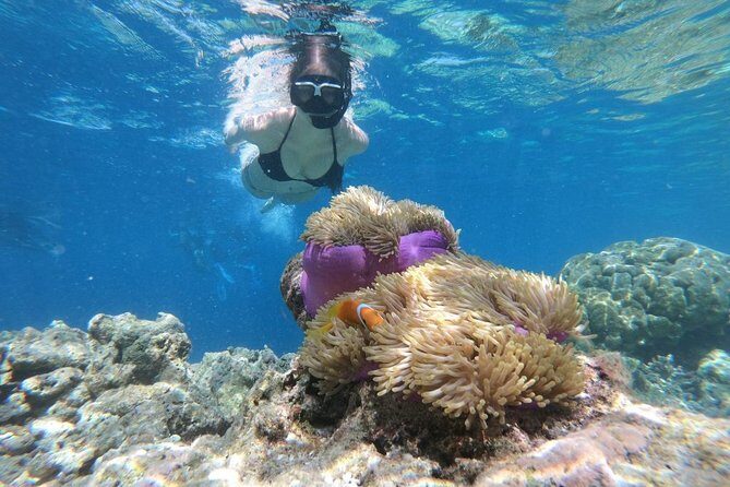 Snorkel in the second largest reef in the world Colorful tour in Puerto Morelos - Why Choose This Tour?