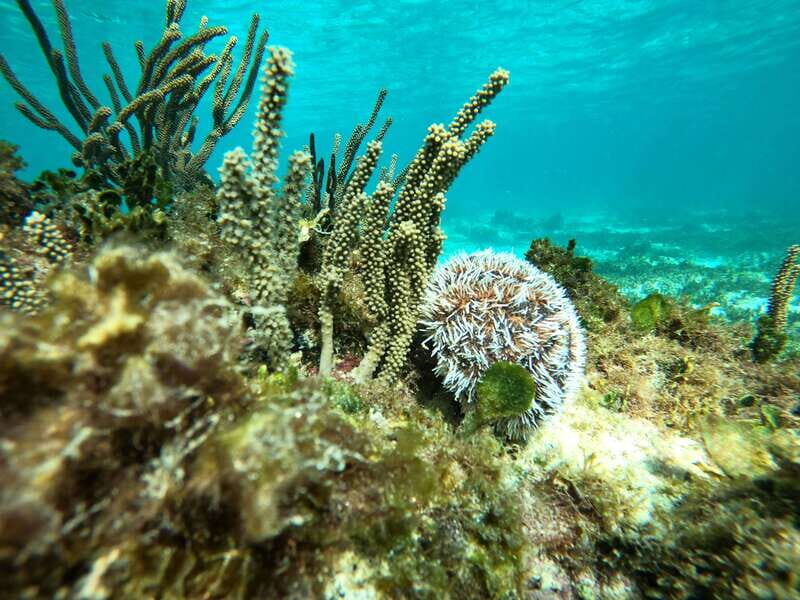 SNORKEL IN TULUM REEF, BOAT RIDE AND CALETA - An Honest Breakdown of the Experience