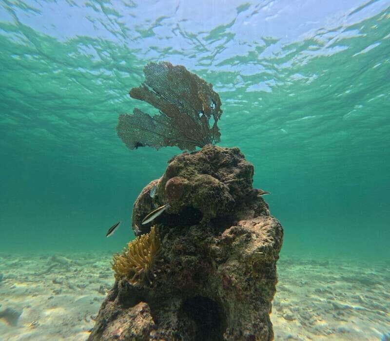 SNORKEL IN TULUM REEF, BOAT RIDE AND CALETA - FAQ