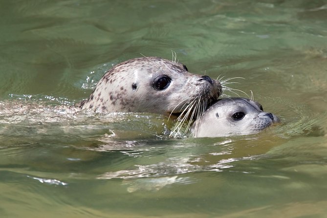 Snorkel, Kayak, and Seal Adventure: Vancouver Boat Tour - Customer Experiences