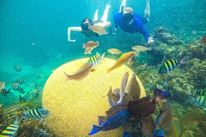 Snorkel Lovers for All Ages & Premium Seafood Lunch in Punta Cana - An Overview of What to Expect