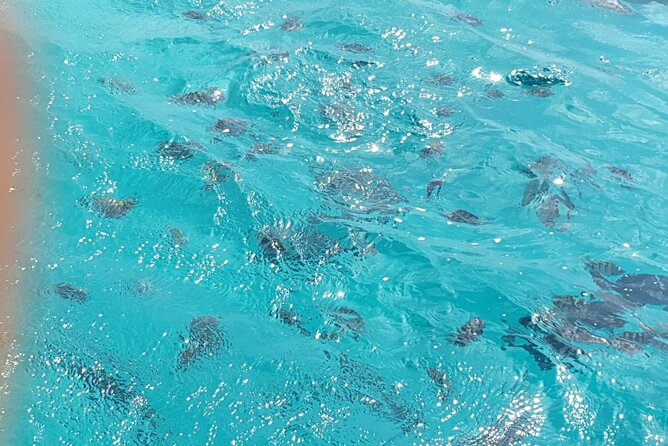 Snorkel Marathon - Customer Reviews and Feedback