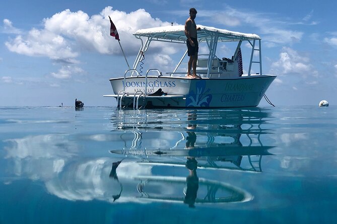 Snorkel, Sandbar & Dolphin Excursion - Dolphin Watching