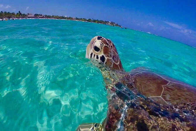Snorkel St. John Tour from Sapphire and Margaritaville - Introduction