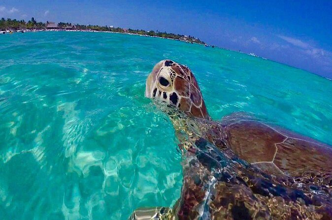 Snorkel St. John Tour from Sapphire and Margaritaville - FAQ