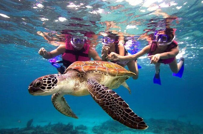 Snorkel, Swim & Snap-w/ Video - FAQ