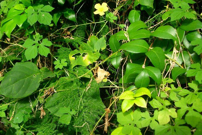 Snorkel/Swim with the Turtles Experience - Inclusions and Practical Details