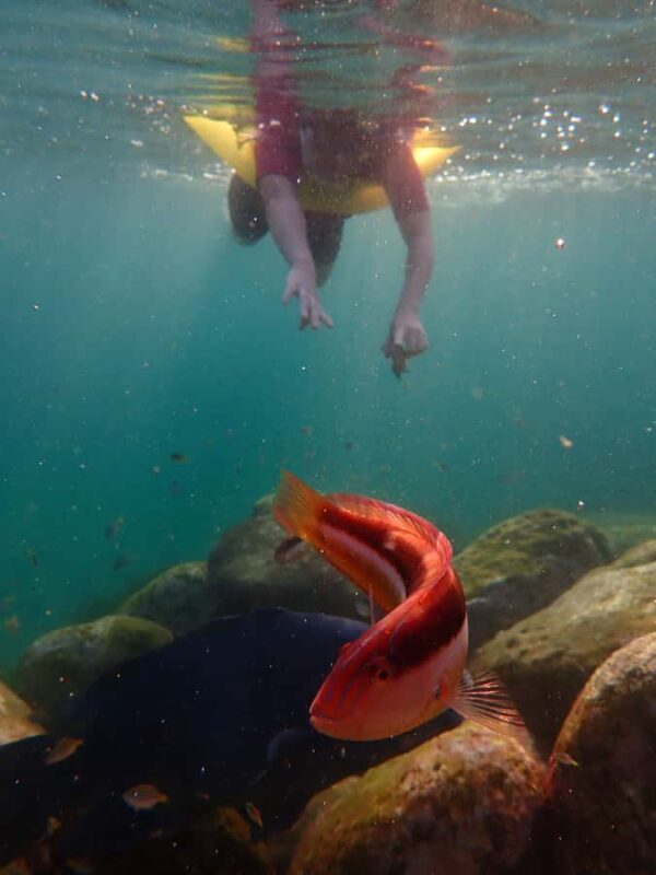 Snorkel Sydneys Stunning Marine Reserve on a Private Tour - Schedule and Duration