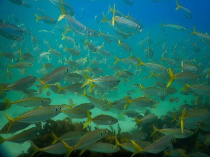 Snorkel Sydneys Stunning Marine Reserve on a Private Tour - Cost and Value