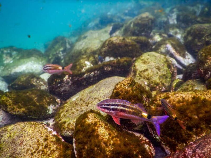 Snorkel Sydneys Stunning Marine Reserve on a Private Tour - The Practical Side