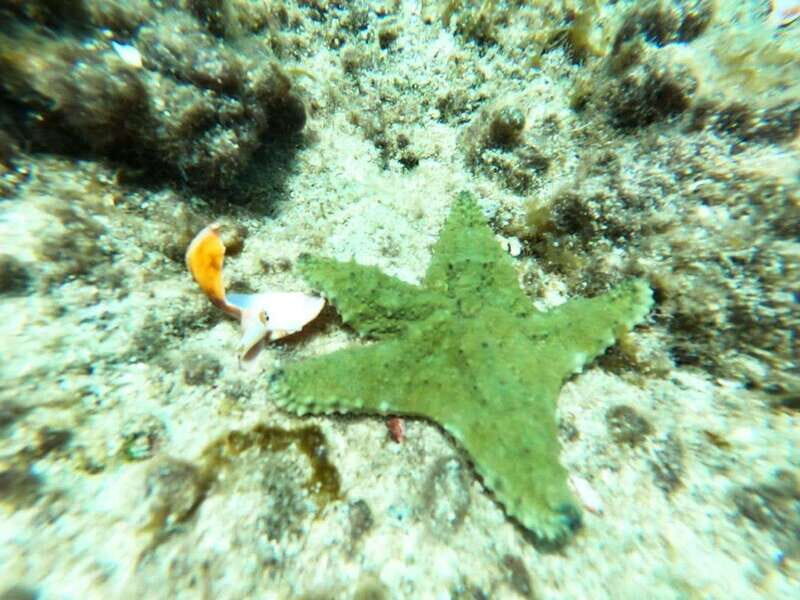 SNORKEL & TEQUILA TASTING - Relaxation at the Beach Club