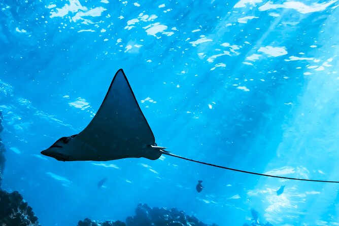 Snorkel Tour - San Jose Del Cabo - Marine Life and Underwater Visibility