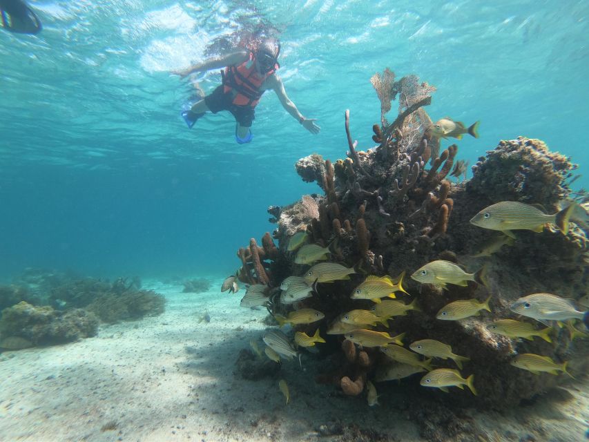Snorkel Tour: Searching for Turtles at Mahahual Reef Lagoon - Key Points
