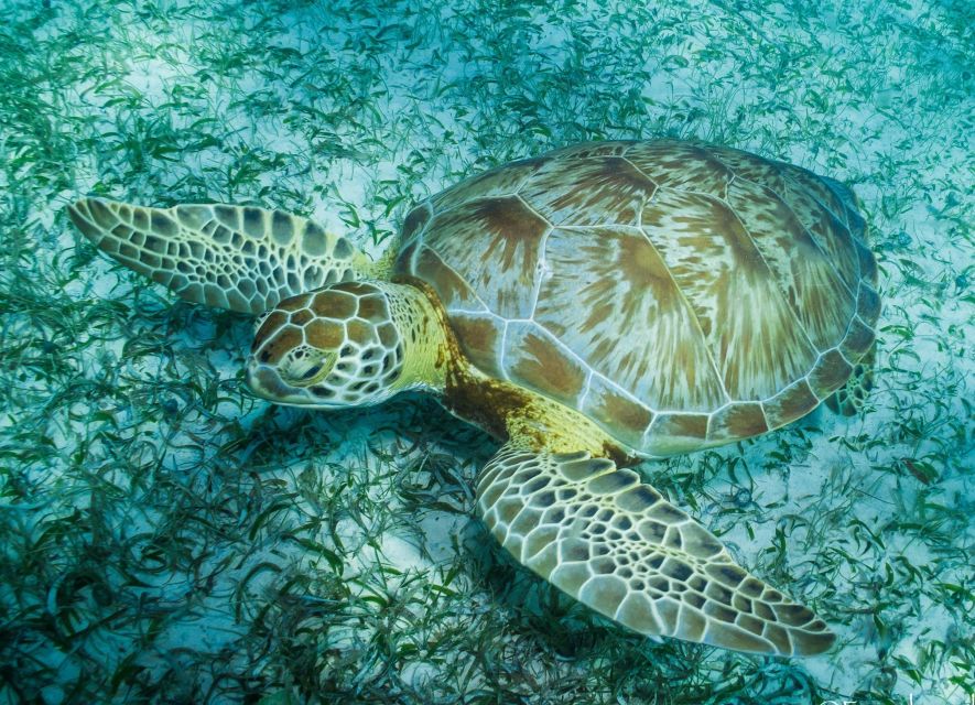 Snorkel Tour: Searching for Turtles at Mahahual Reef Lagoon - Highlights of the Experience
