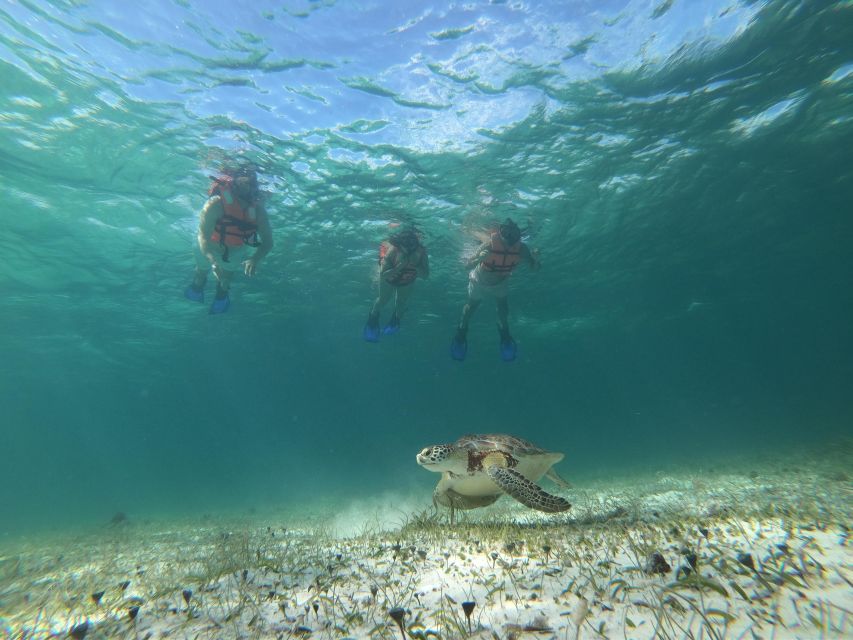 Snorkel Tour: Searching for Turtles at Mahahual Reef Lagoon - What to Expect During the Snorkel