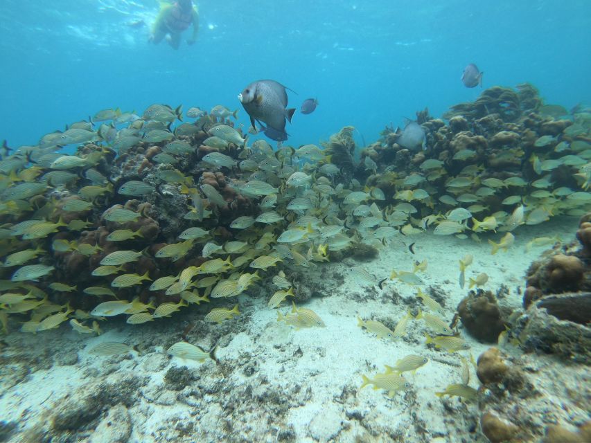 Snorkel Tour: Searching for Turtles at Mahahual Reef Lagoon - Coral Reef Life Briefing