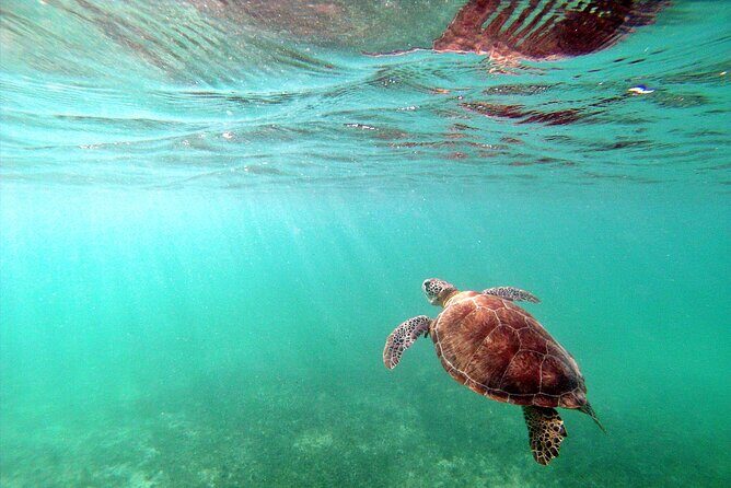 Snorkel Tour! Turtles & Underground Cenote from Playa del Carmen - Practical FAQs