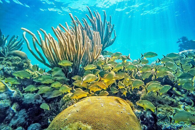Snorkel Tours to Shallow Coral Reefs at Pennekamp Underwater Park - Introduction: A Snorkeling Adventure in Key Largo