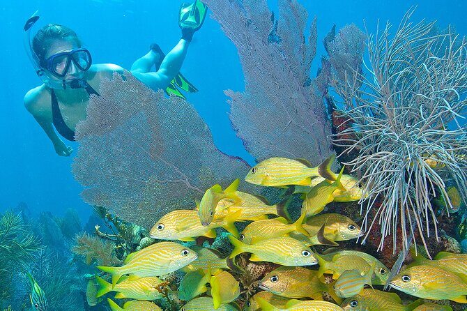 Snorkel Tours to Shallow Coral Reefs at Pennekamp Underwater Park - What to Expect During the Tour