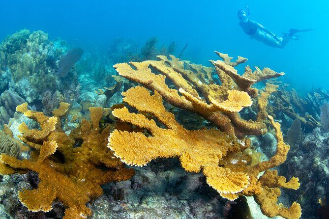 Snorkel Tours to Shallow Coral Reefs at Pennekamp Underwater Park - The Reefs: Highlights and Considerations