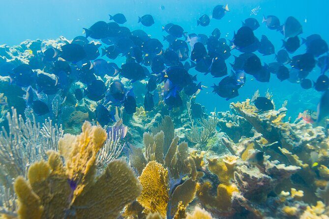Snorkel Tours to Shallow Coral Reefs at Pennekamp Underwater Park - Who Would Enjoy This Tour?