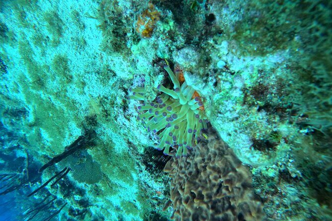 Snorkel trip + natural pool Bávaro - The Bottom Line