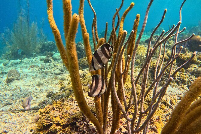 Snorkel Trip on a Catamaran Yacht All Inclusive Experience - Included Amenities and Practical Details