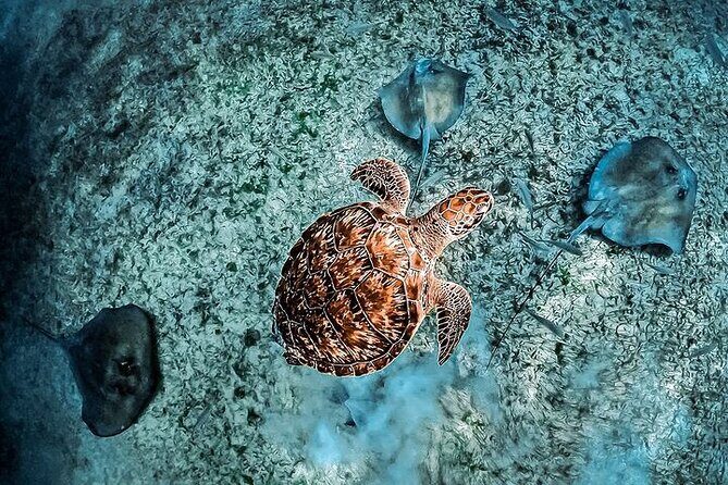 Snorkel Tulum: 2 reef point, 1 hour 20 minutes tour - Practical Tips for Participants