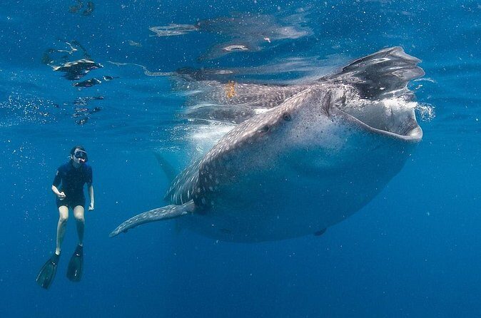 Snorkel with a Whale Shark In Los Cabos - What Makes This Experience Special?