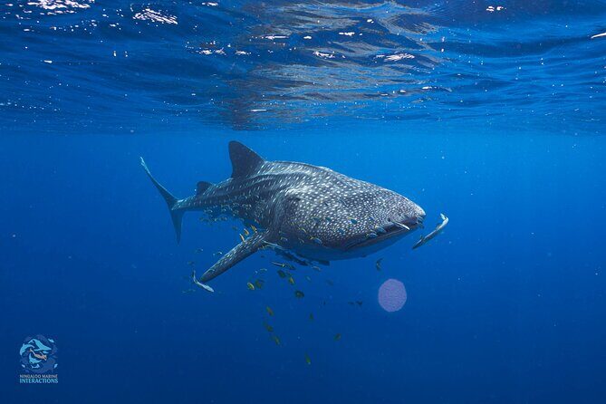 Snorkel with Giants at Ningaloo Reef - An In-Depth Look at the Ningaloo Reef Snorkel Tour