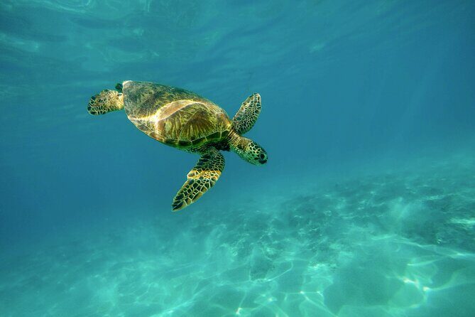Snorkel with Turtles Gold Coast - Starting Point and Journey to Cook Island Aquatic Reserve